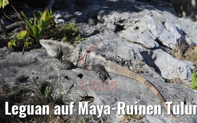 Leguan auf Maya-Ruinen Tulum 22.02.2019