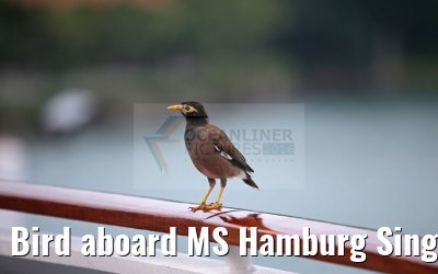 Bird aboard MS Hamburg Singapore 22.02.2016