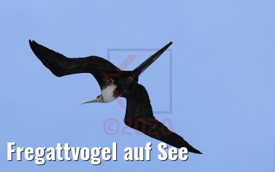 Fregattvogel auf See