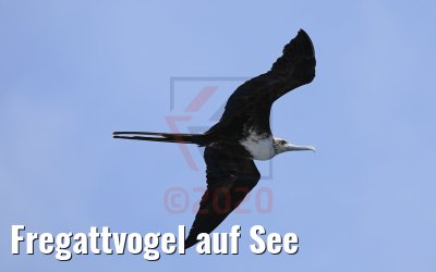 Fregattvogel auf See