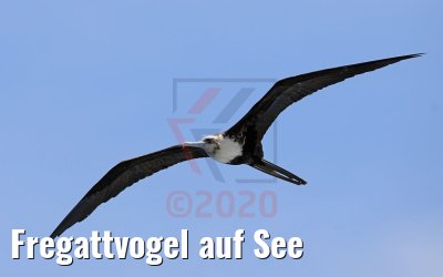 Fregattvogel auf See