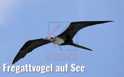 Fregattvogel auf See
