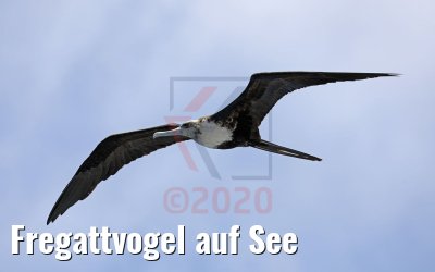 Fregattvogel auf See