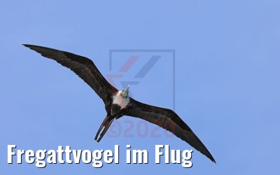 Fregattvogel im Flug