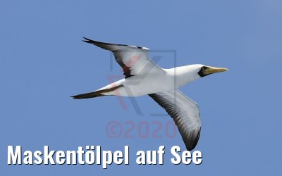 Maskentölpel auf See