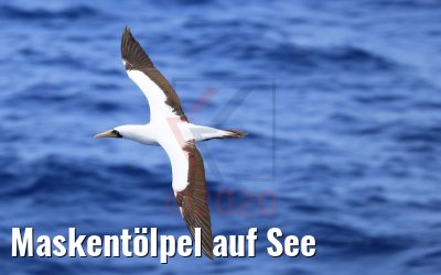 Maskentölpel auf See