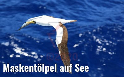 Maskentölpel auf See