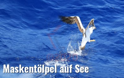 Maskentölpel auf See