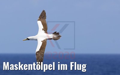 Maskentölpel im Flug