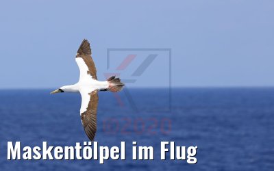 Maskentölpel im Flug