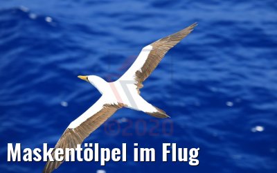Maskentölpel im Flug