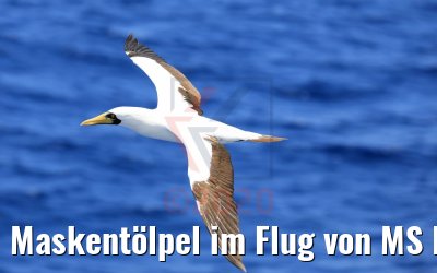 Maskentölpel im Flug von MS Hamburg 