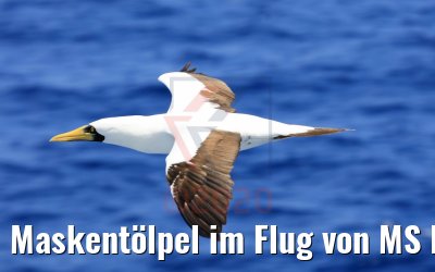 Maskentölpel im Flug von MS Hamburg 