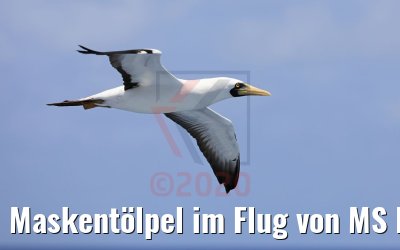 Maskentölpel im Flug von MS Hamburg 