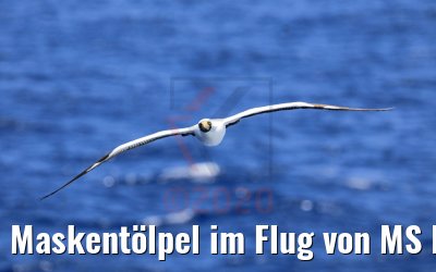Maskentölpel im Flug von MS Hamburg 