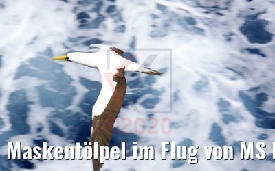 Maskentölpel im Flug von MS Hamburg 