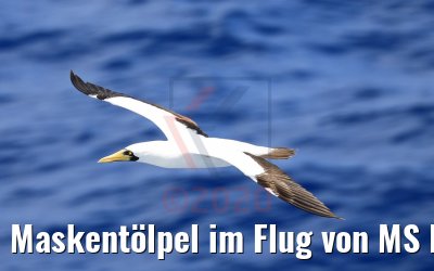 Maskentölpel im Flug von MS Hamburg 