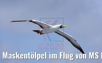 Maskentölpel im Flug von MS Hamburg 
