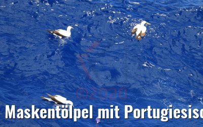 Maskentölpel mit Portugiesischer Galeere