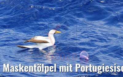 Maskentölpel mit Portugiesischer Galeere