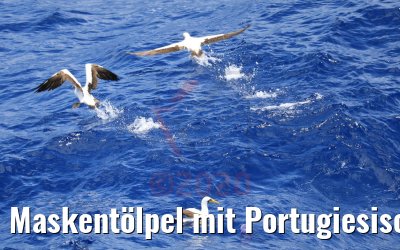 Maskentölpel mit Portugiesischer Galeere