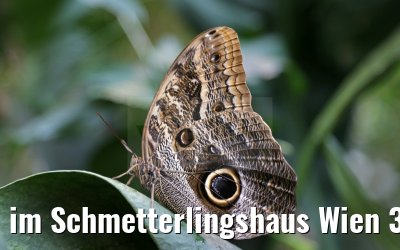 im Schmetterlingshaus Wien 30.03.2015