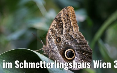 im Schmetterlingshaus Wien 30.03.2015