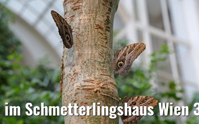 im Schmetterlingshaus Wien 30.03.2015