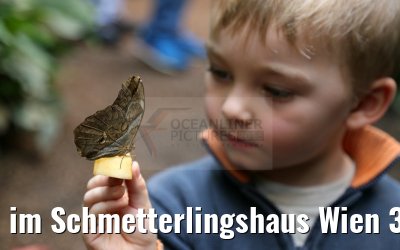 im Schmetterlingshaus Wien 30.03.2015