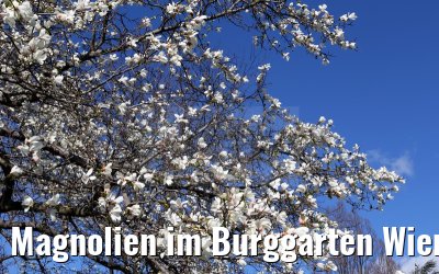 Magnolien im Burggarten Wien 30.03.2015