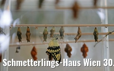 Schmetterlings-Haus Wien 30.03.2015