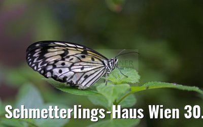 Schmetterlings-Haus Wien 30.03.2015