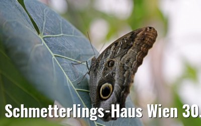 Schmetterlings-Haus Wien 30.03.2015