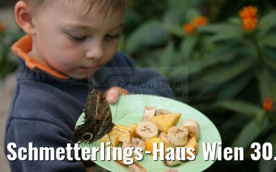 Schmetterlings-Haus Wien 30.03.2015