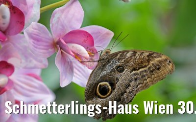 Schmetterlings-Haus Wien 30.03.2015