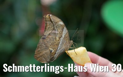 Schmetterlings-Haus Wien 30.03.2015