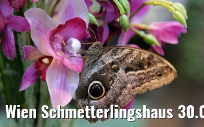 Wien Schmetterlingshaus 30.03.2015