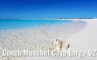 Conch Muschel Cayo Largo 02.12.2017