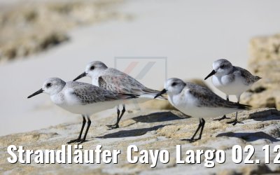 Strandläufer Cayo Largo 02.12.2017