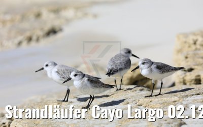 Strandläufer Cayo Largo 02.12.2017