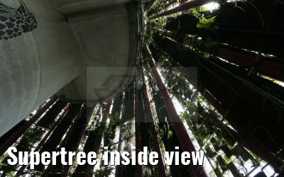 Supertree inside view