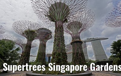 Supertrees Singapore Gardens by the Bay 30.01.2016