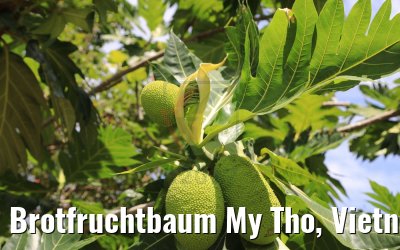 Brotfruchtbaum My Tho, Vietnam 08.04.2017