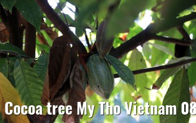 Cocoa tree My Tho Vietnam 08.04.2017