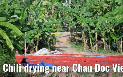 Chili drying near Chau Doc Vietnam 09.04.2017