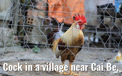 Cock in a village near Cai Be, Vietnam 09.04.2017