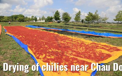 Drying of chilies near Chau Doc, Vietnam 10.04.2017