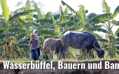Wasserbüffel, Bauern und Bananenpalmen 10.04.2017 Kandal, Kambodscha