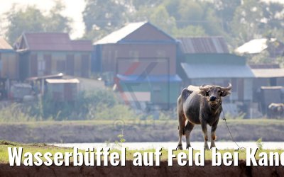 Wasserbüffel auf Feld bei Kandal, Kambodscha 10.04.2017