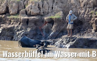 Wasserbüffel im Wasser mit Bauern bei Kandal, Kambodscha 10.04.2017